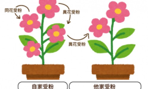 荔枝和龙眼的区别-桂圆和龙眼的区别网 :分享桂圆和龙眼的区别的功效与作用-桂圆和龙眼的区别图片知识